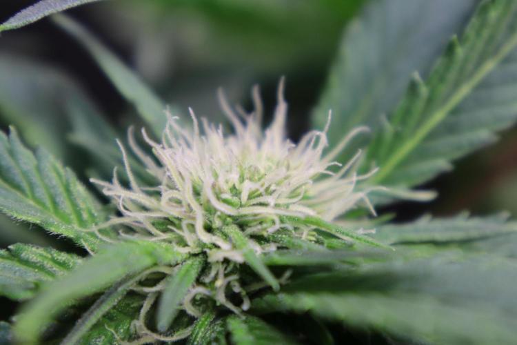 Zamnesia Thai. Week 8