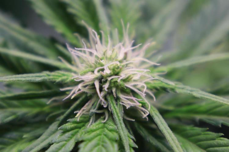Zamnesia Thai. Week 8