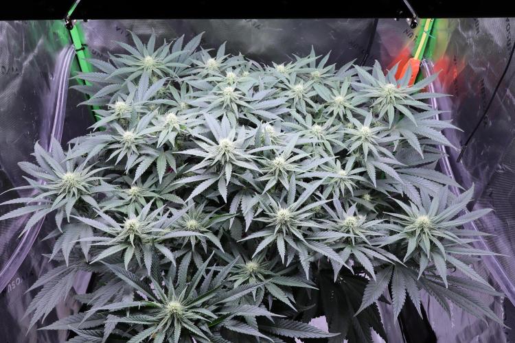 Panama Red. Week 8
