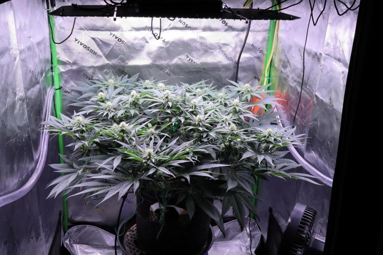 Panama Red. Week 8