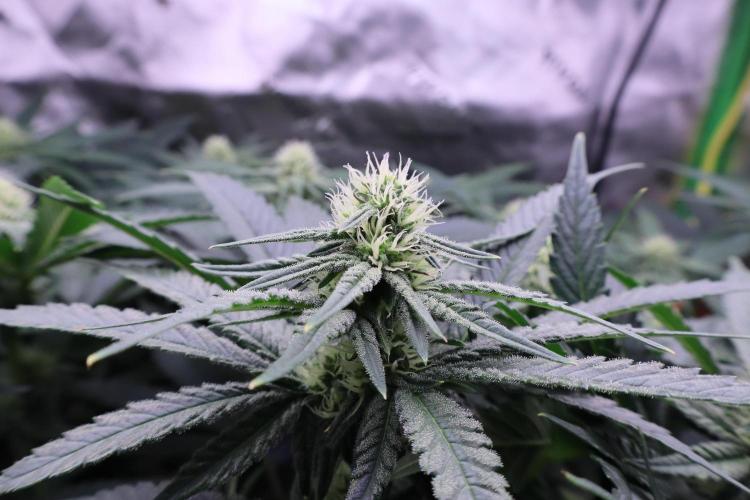 Panama Red. Week 8