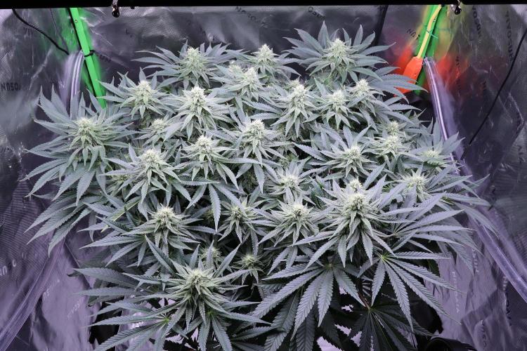 Panama Red. Week 9