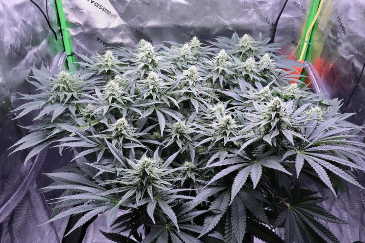 Panama Red. Week 9