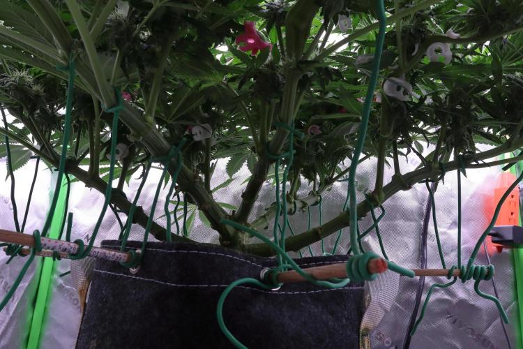 Panama Red. Week 9