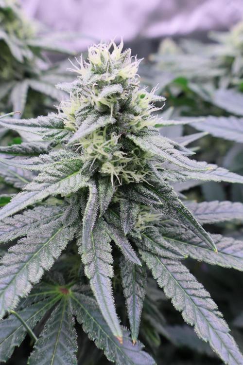 Panama Red. Week 9