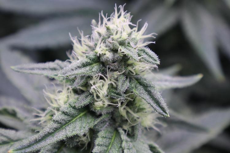 Panama Red. Week 9