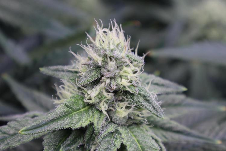 Panama Red. Week 9