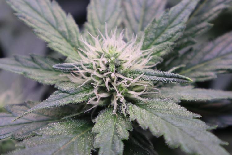 Zamnesia Thai. Week 9