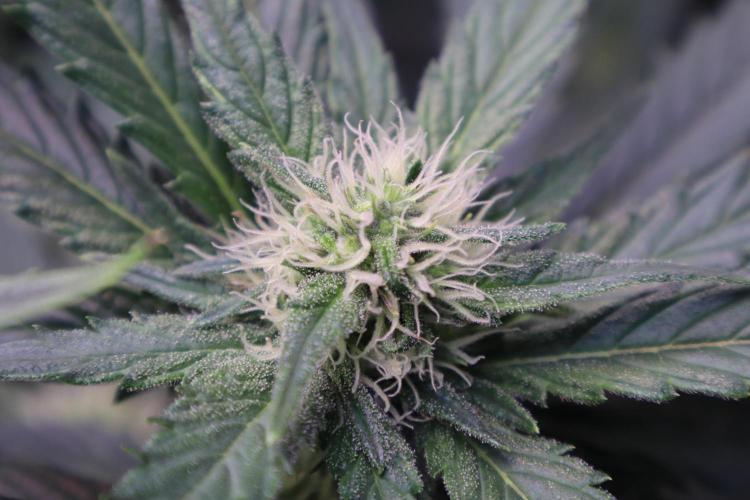 Zamnesia Thai. Week 9
