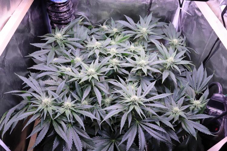 Zamnesia Thai. Week 9