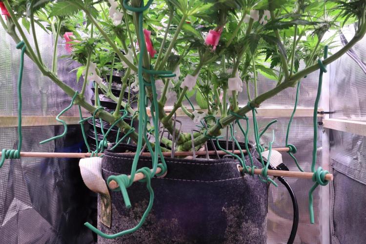 Zamnesia Thai. Week 9