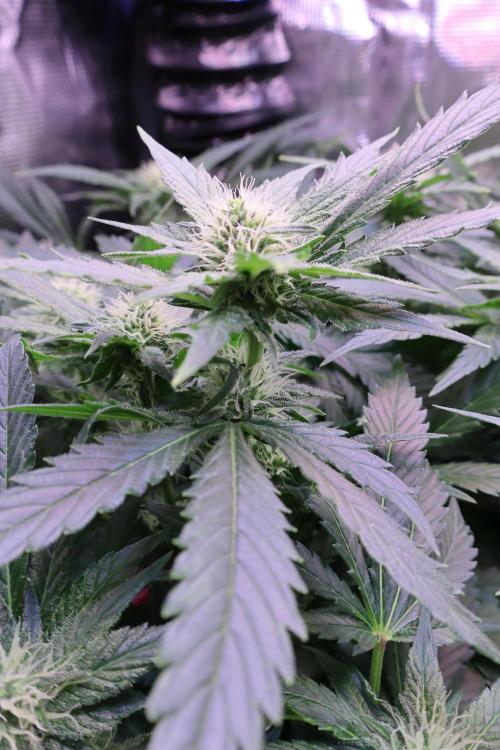 Zamnesia Thai. Week 9