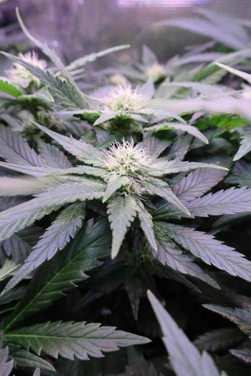 Zamnesia Thai. Week 9
