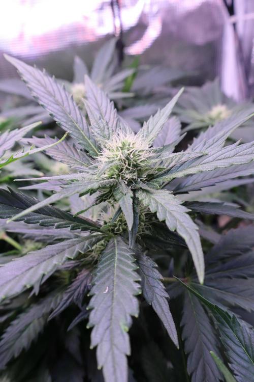 Zamnesia Thai. Week 9