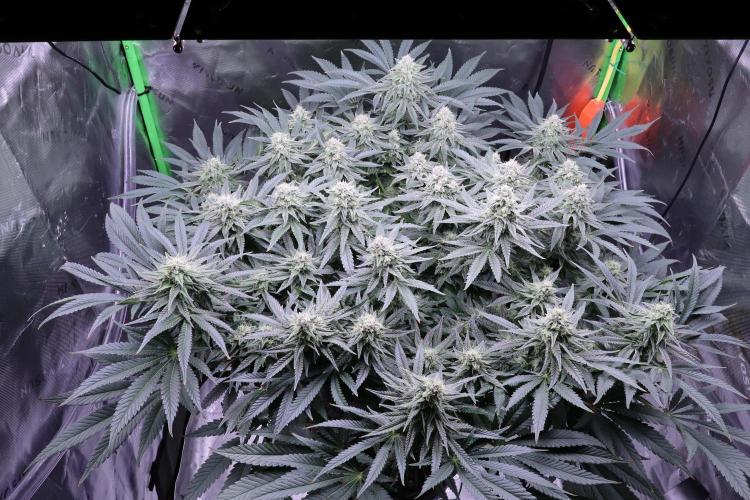 Panama Red. Week 10
