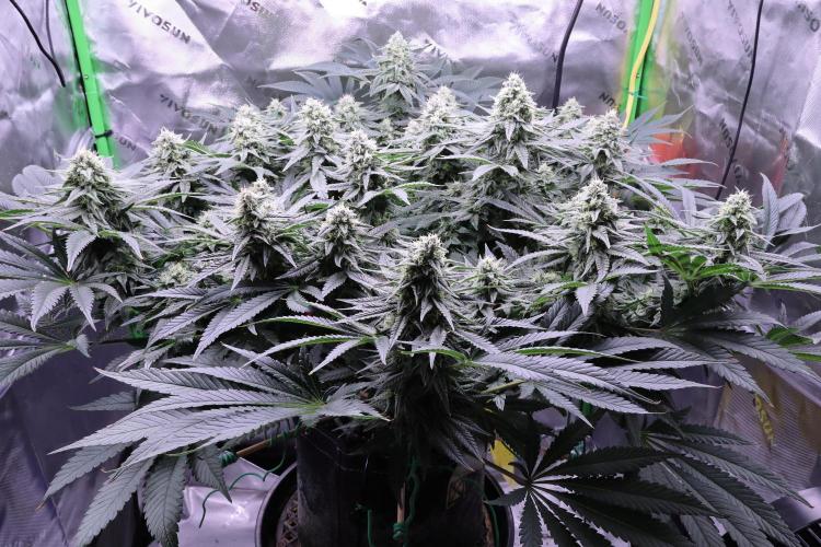 Panama Red. Week 10