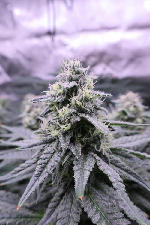 Panama Red. Week 10