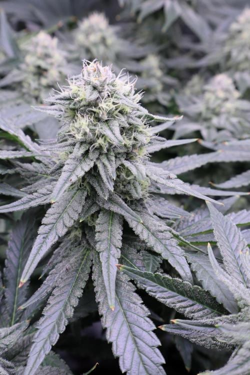 Panama Red. Week 10