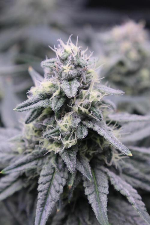 Panama Red. Week 10