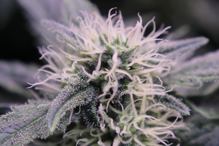 Zamnesia Thai. Week 10