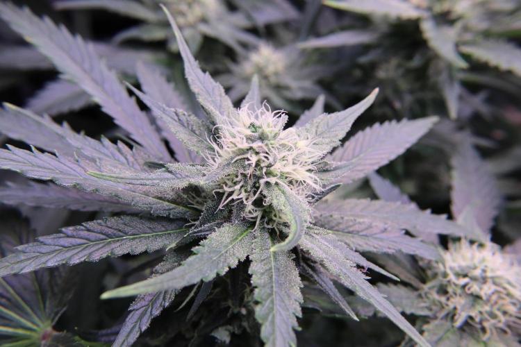 Zamnesia Thai. Week 10