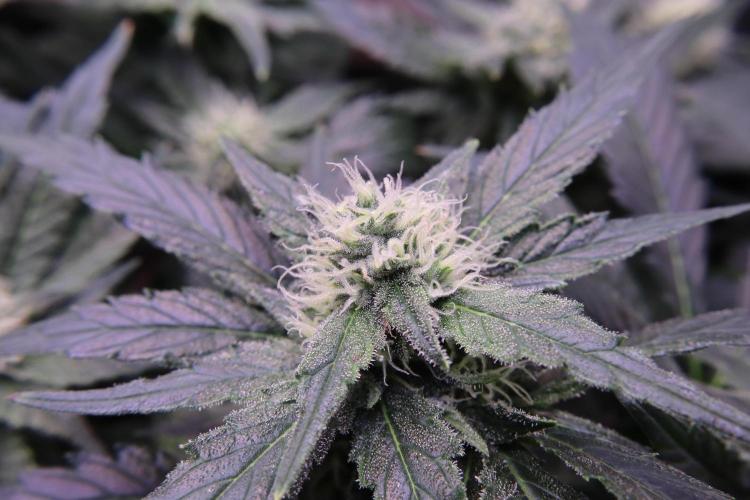 Zamnesia Thai. Week 10