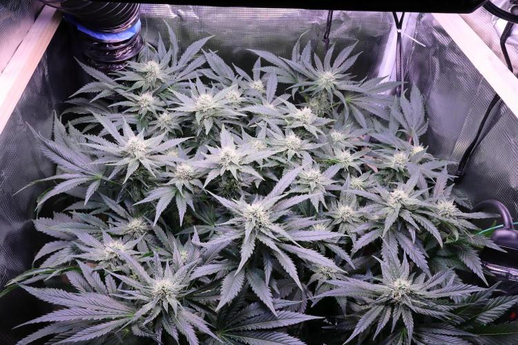 Zamnesia Thai. Week 10