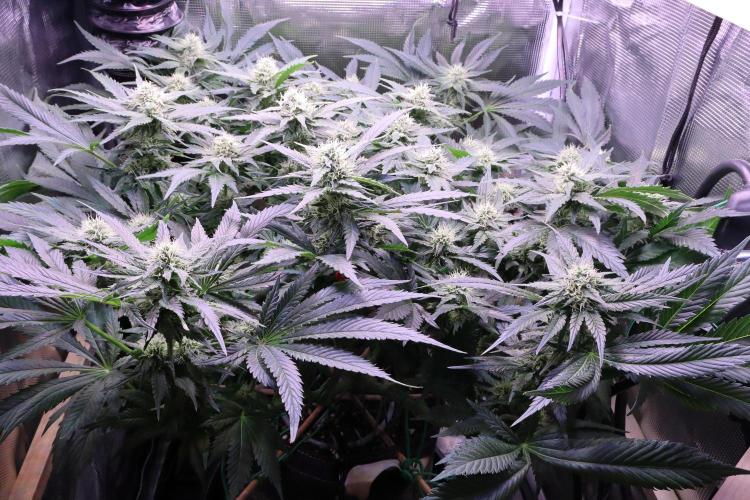 Zamnesia Thai. Week 10