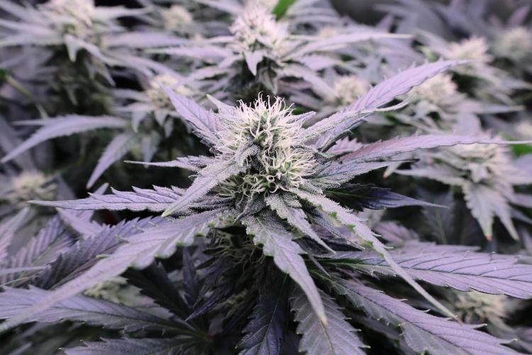 Zamnesia Thai. Week 10