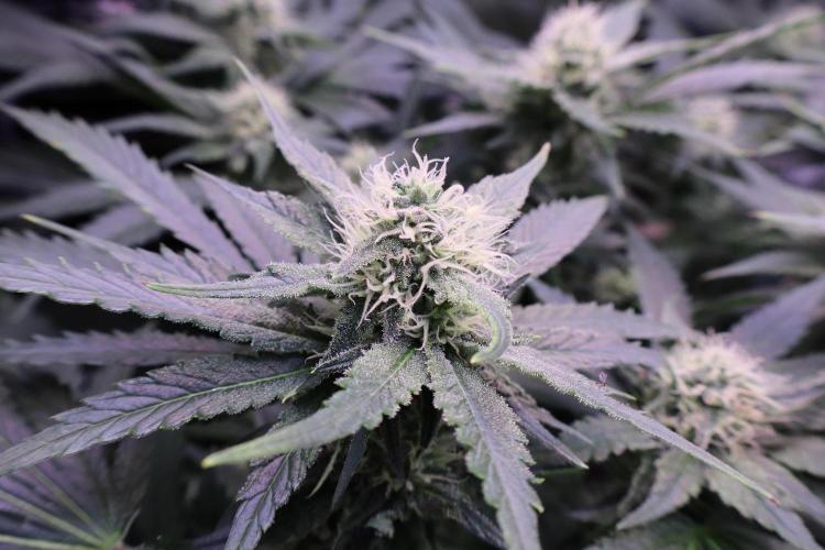 Zamnesia Thai. Week 10