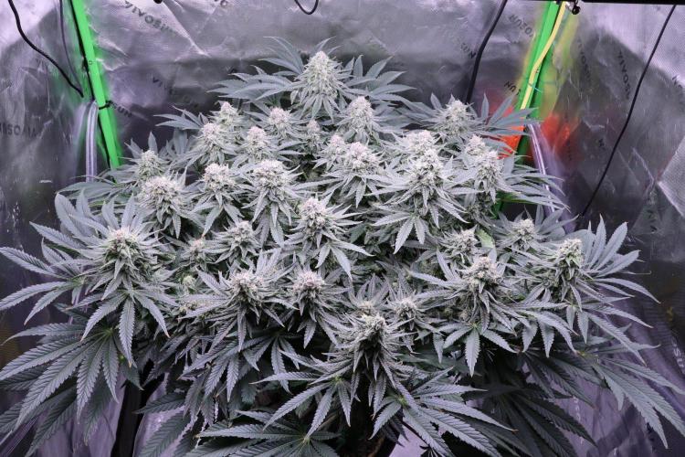Panama Red. Week 11