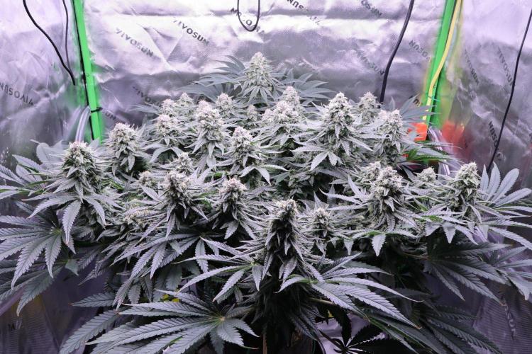 Panama Red. Week 11