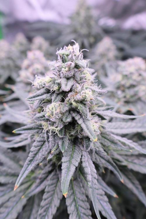 Panama Red. Week 11