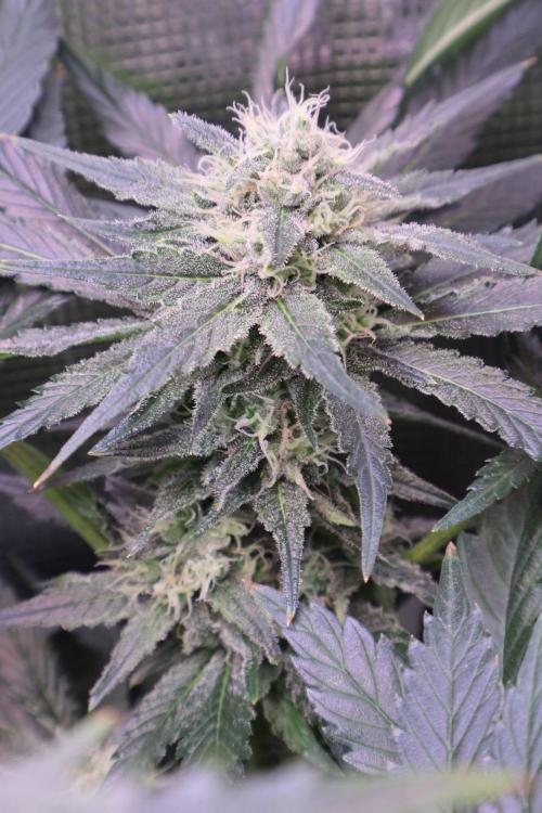 Zamnesia Thai. Week 11