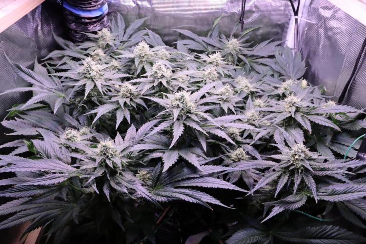 Zamnesia Thai. Week 11