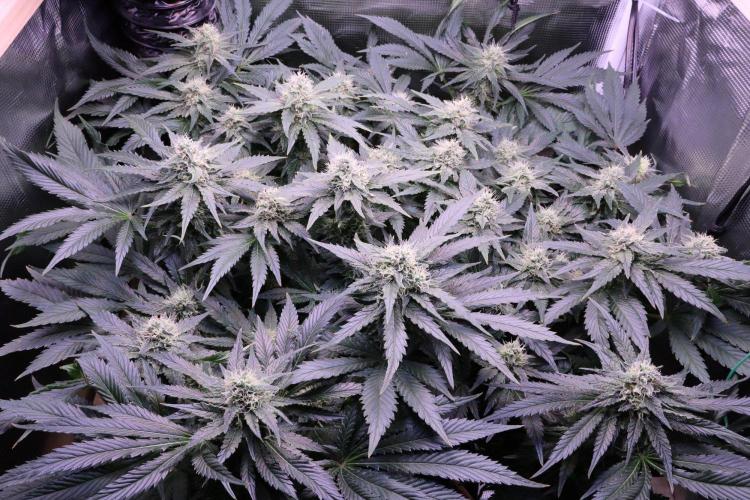 Zamnesia Thai. Week 11