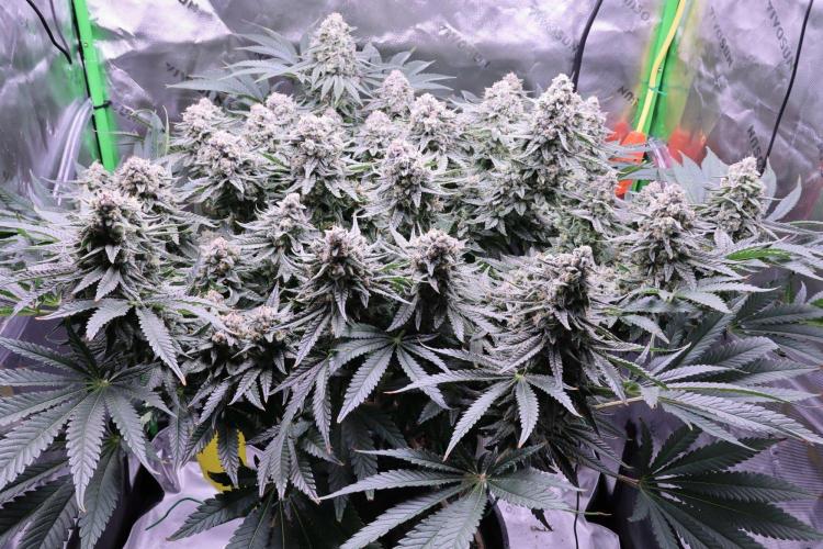 Panama Red. Week 12