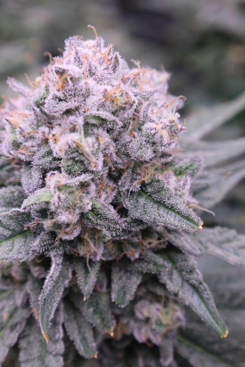 Panama Red. Week 12