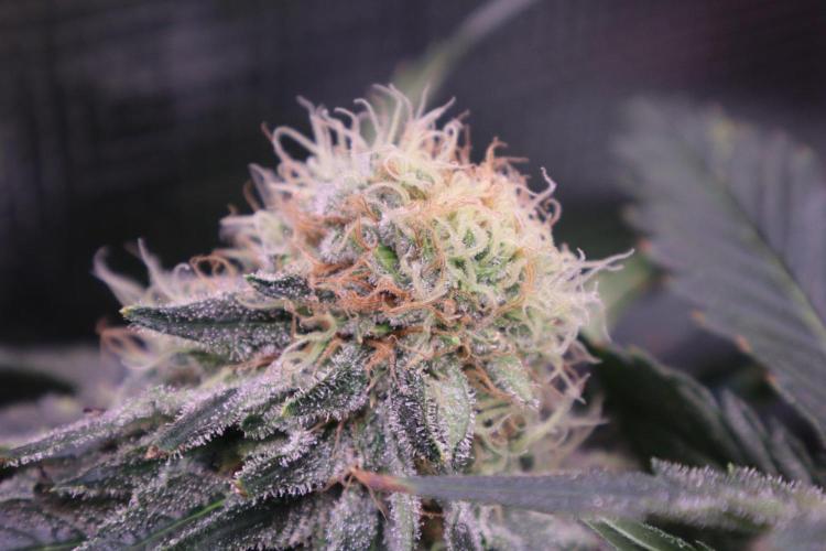 Zamnesia Thai. Week 12