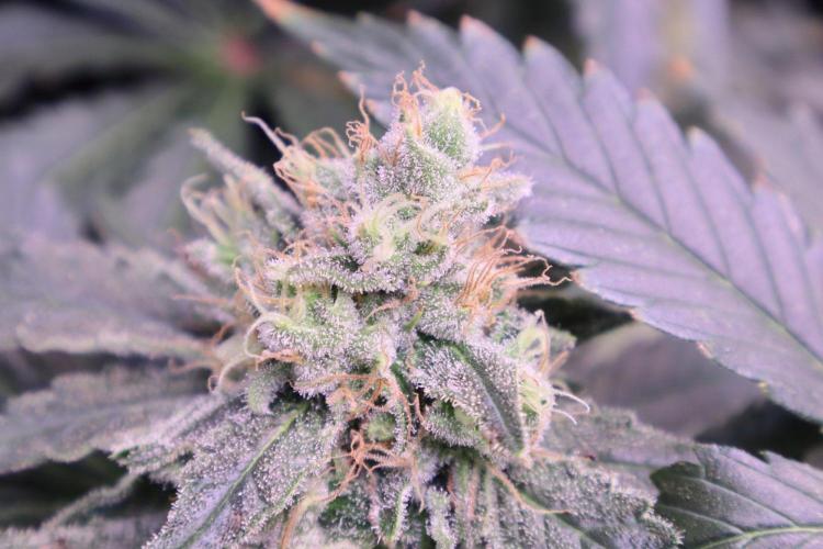 Zamnesia Thai. Week 12