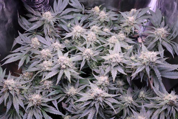 Zamnesia Thai. Week 12