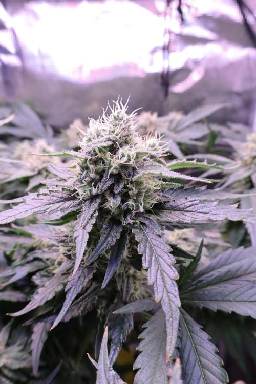 Zamnesia Thai. Week 12