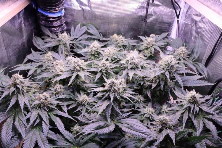 Zamnesia Thai. Week 12