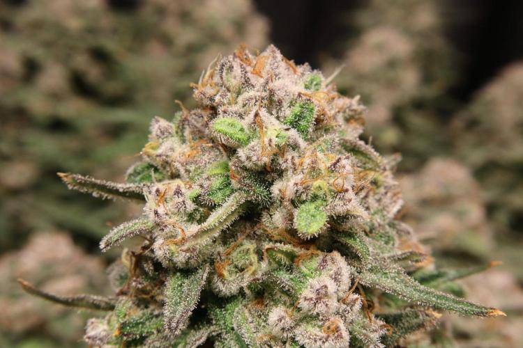 Panama Red. Week 13