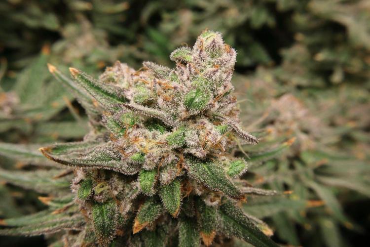 Panama Red. Week 13