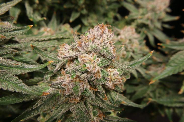 Panama Red. Week 13