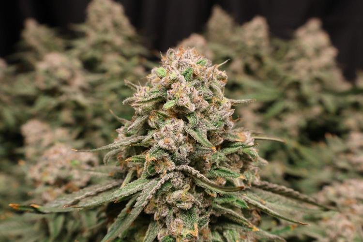 Panama Red. Week 13