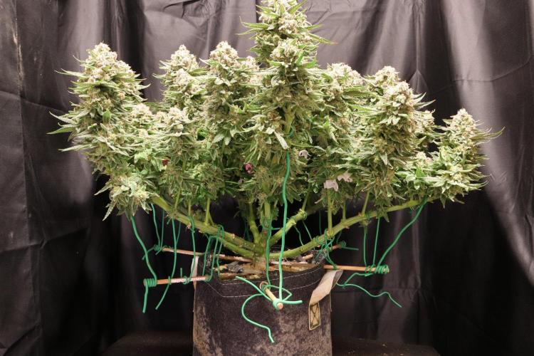 Panama Red. Week 13