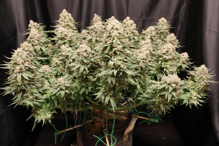 Panama Red. Week 13