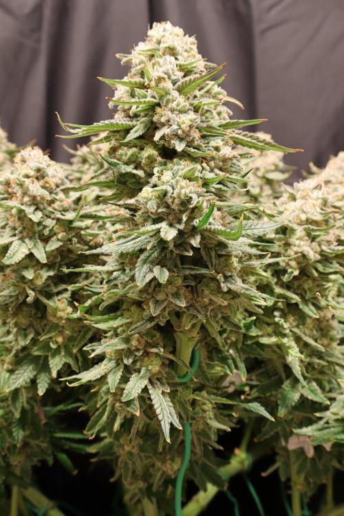 Panama Red. Week 13